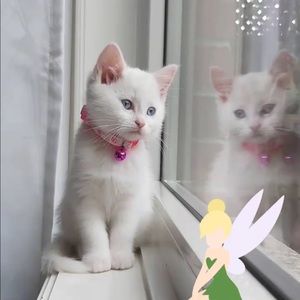 Meet your Posher, Barb